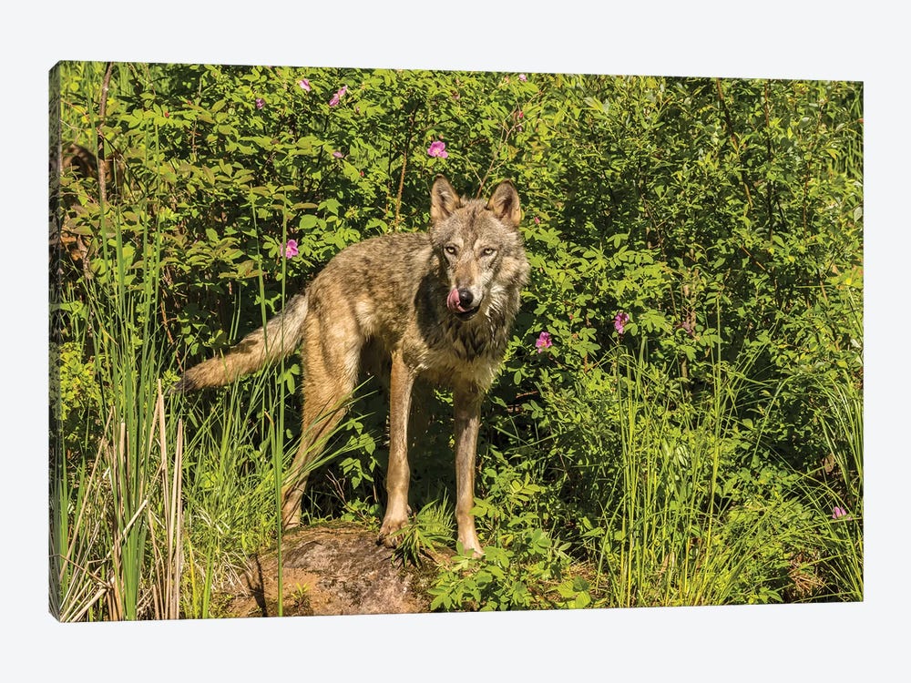 USA, Minnesota, Pine County. Captive gray wolf adult.  by Jaynes Gallery 1-piece Canvas Artwork