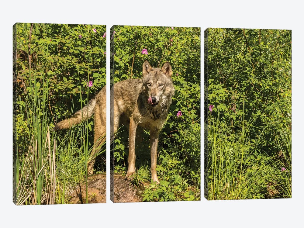 USA, Minnesota, Pine County. Captive gray wolf adult.  by Jaynes Gallery 3-piece Canvas Wall Art