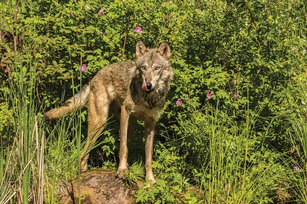 Minnesota: USA, Minnesota, Pine County. Captive gray wolf adult. by Jaynes Gallery