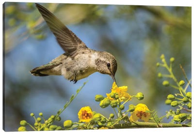 USA, Nevada, Bird Viewing Preserve. Female Costa's hummingbird feeding.  Canvas Art Print - Hummingbird Art