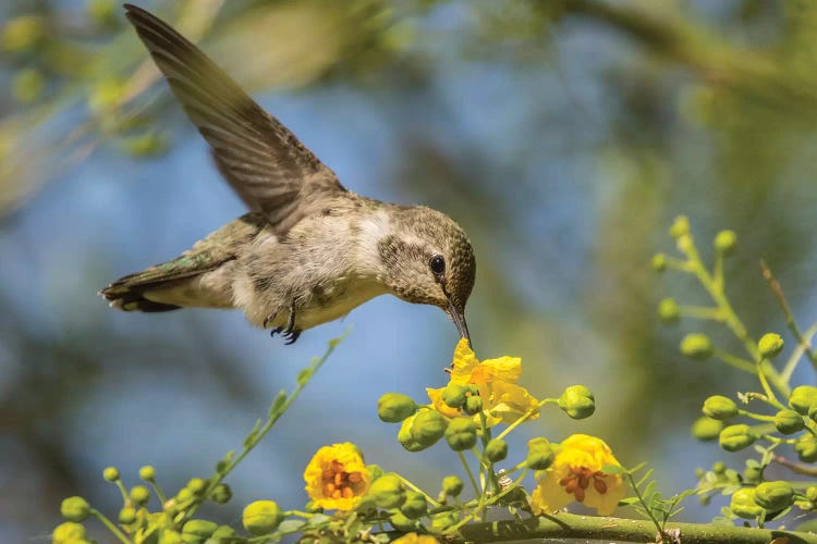 USA, Nevada, Bird Viewing Preserve. Female Costa's hummingbird feeding. 