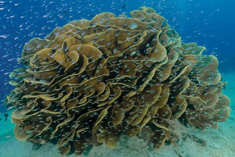 South Pacific, Solomon Islands. Schooling baitfish and coral.