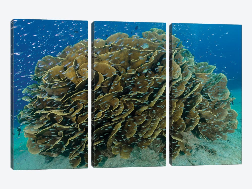 South Pacific, Solomon Islands. Schooling baitfish and coral. by Jaynes Gallery 3-piece Art Print