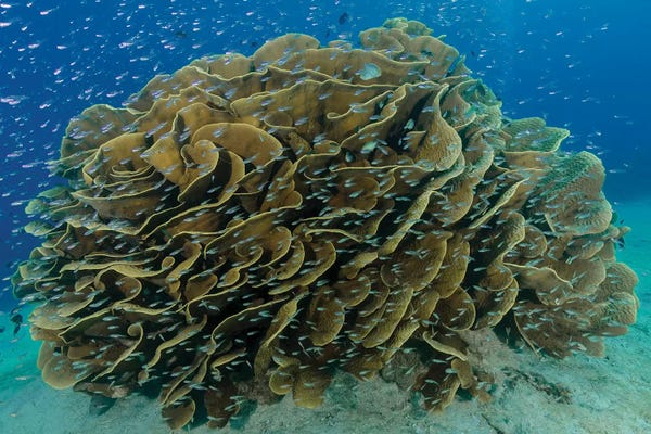 Coral: South Pacific, Solomon Islands. Schooling baitfish and coral. by Jaynes Gallery