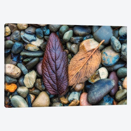 USA, New Jersey, Cape May National Seashore. Leaves on shore rocks.  Canvas Print #JYG724} by Jaynes Gallery Canvas Print