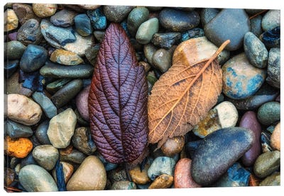 USA, New Jersey, Cape May National Seashore. Leaves on shore rocks.  Canvas Art Print - New Jersey Art