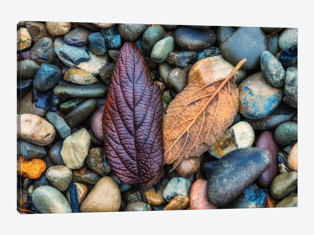 USA, New Jersey, Cape May National Seashore. Leaves on shore rocks.  by Jaynes Gallery 1-piece Canvas Art Print