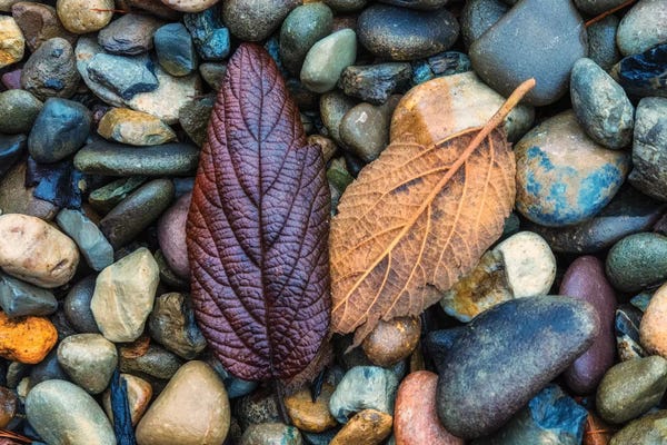USA, New Jersey, Cape May National Seashore. Leaves on shore rocks.