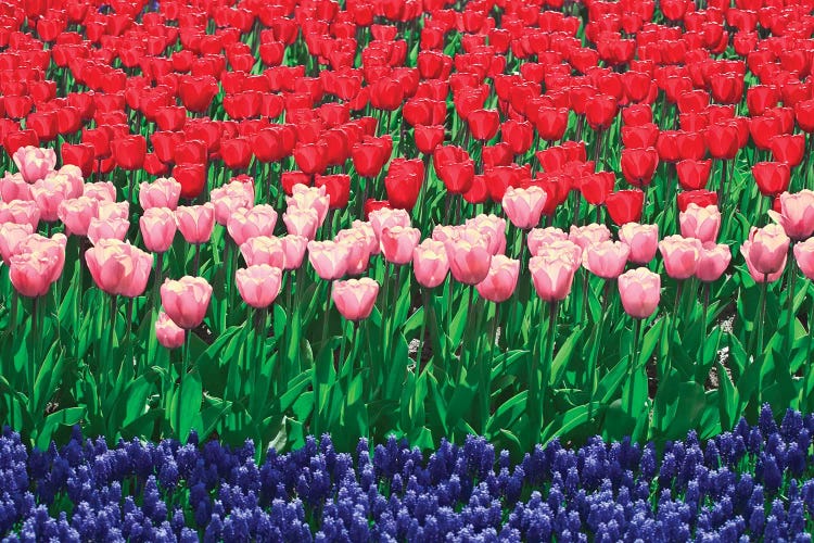 The Netherlands, Lisse. Close-up of flowers I