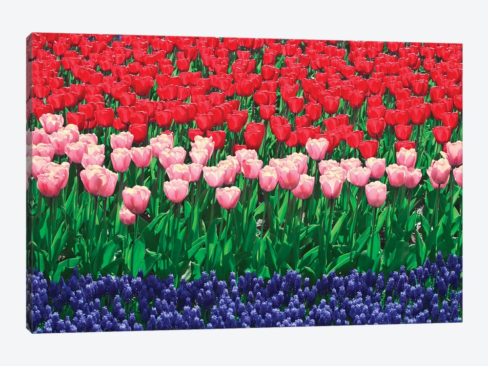 The Netherlands, Lisse. Close-up of flowers I by Jaynes Gallery 1-piece Canvas Artwork