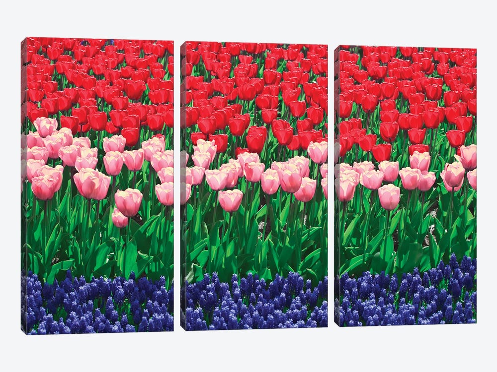 The Netherlands, Lisse. Close-up of flowers I by Jaynes Gallery 3-piece Canvas Art