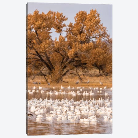 USA, New Mexico, Bosque Del Apache National Wildlife Refuge. Flock of geese and cottonwood tree. Canvas Print #JYG730} by Jaynes Gallery Canvas Print