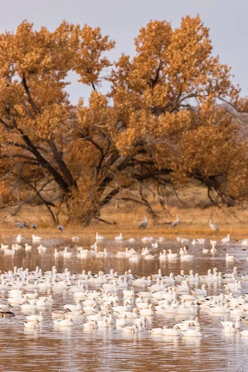 USA, New Mexico, Bosque Del Apache National Wildlife Refuge. Flock of geese and cottonwood tree.