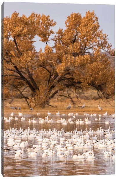 USA, New Mexico, Bosque Del Apache National Wildlife Refuge. Flock of geese and cottonwood tree. Canvas Art Print - Goose Art