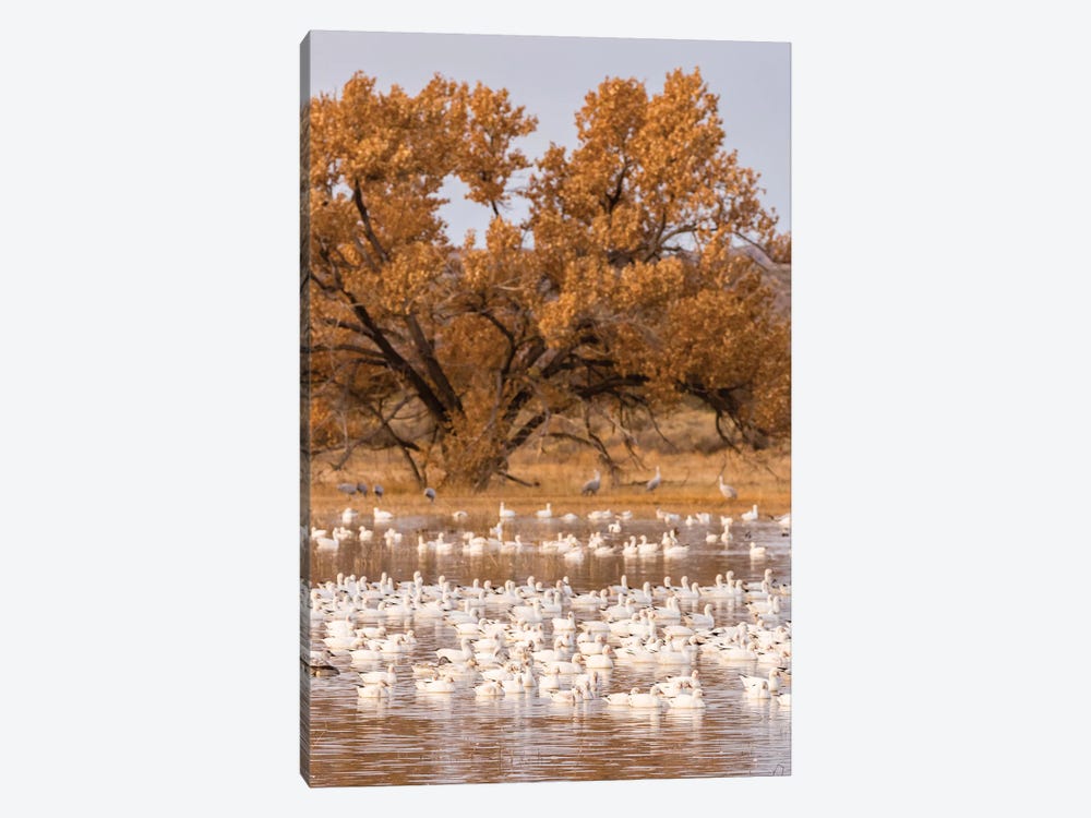 USA, New Mexico, Bosque Del Apache National Wildlife Refuge. Flock of geese and cottonwood tree. by Jaynes Gallery 1-piece Canvas Wall Art