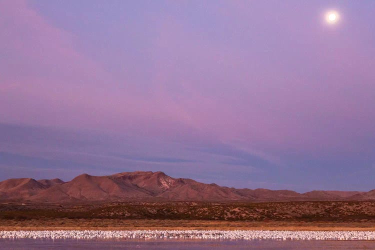 USA, New Mexico, Bosque del Apache National Wildlife Refuge. Flying birds and full moon at sunrise.