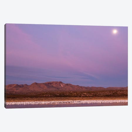 USA, New Mexico, Bosque del Apache National Wildlife Refuge. Flying birds and full moon at sunrise. Canvas Print #JYG731} by Jaynes Gallery Art Print