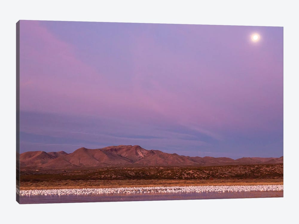 USA, New Mexico, Bosque del Apache National Wildlife Refuge. Flying birds and full moon at sunrise. by Jaynes Gallery 1-piece Canvas Print