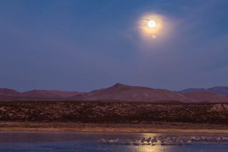 USA, New Mexico, Bosque del Apache National Wildlife Refuge. Full moon and bird flocks.