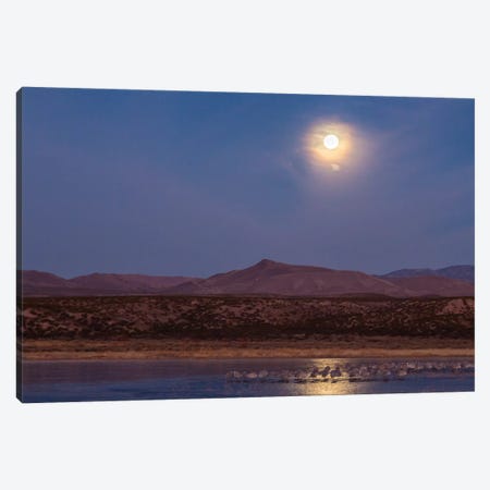 USA, New Mexico, Bosque del Apache National Wildlife Refuge. Full moon and bird flocks. Canvas Print #JYG732} by Jaynes Gallery Canvas Print