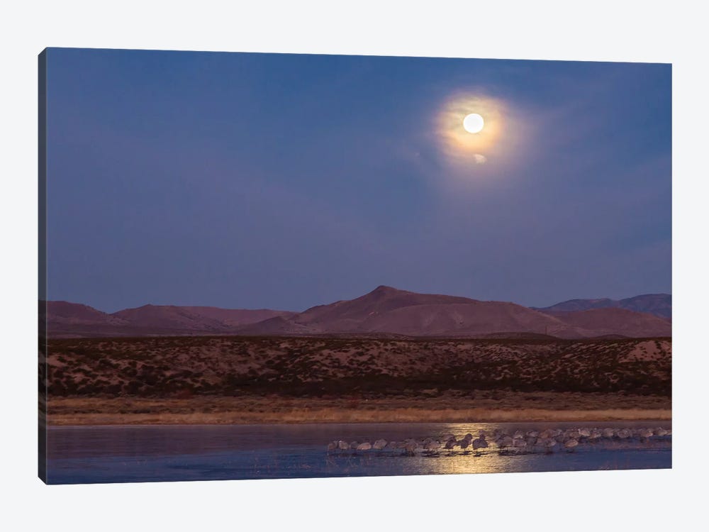 USA, New Mexico, Bosque del Apache National Wildlife Refuge. Full moon and bird flocks. by Jaynes Gallery 1-piece Canvas Art