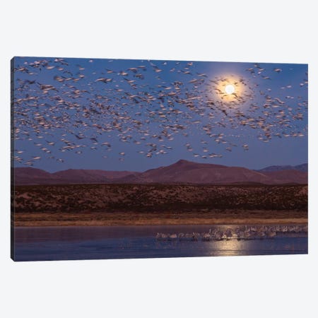 USA, New Mexico, Bosque del Apache National Wildlife Refuge. Full moon and bird flocks. Canvas Print #JYG733} by Jaynes Gallery Canvas Art Print