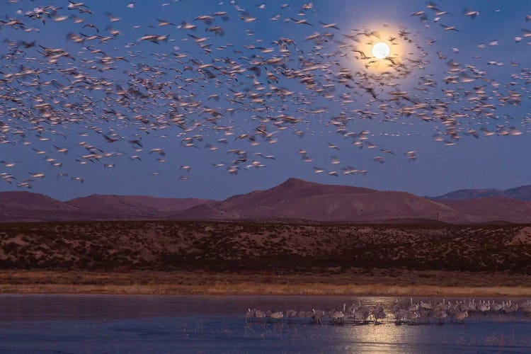 USA, New Mexico, Bosque del Apache National Wildlife Refuge. Full moon and bird flocks.