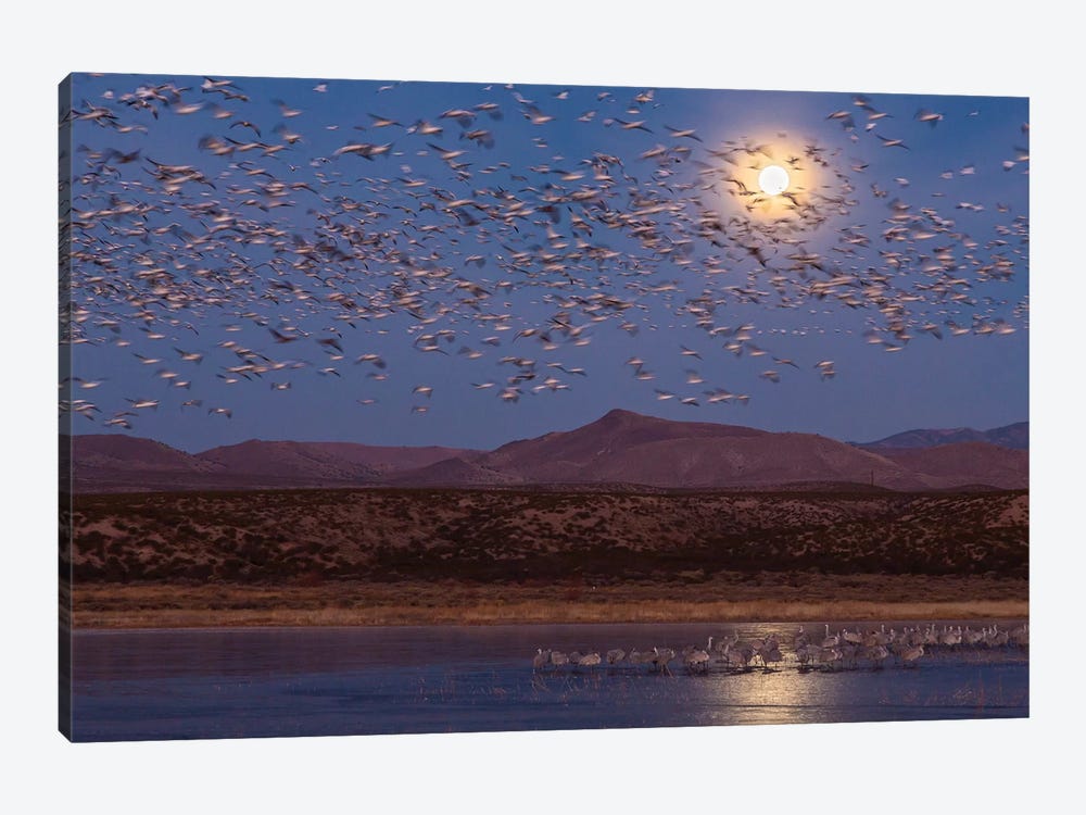 USA, New Mexico, Bosque del Apache National Wildlife Refuge. Full moon and bird flocks. by Jaynes Gallery 1-piece Canvas Print