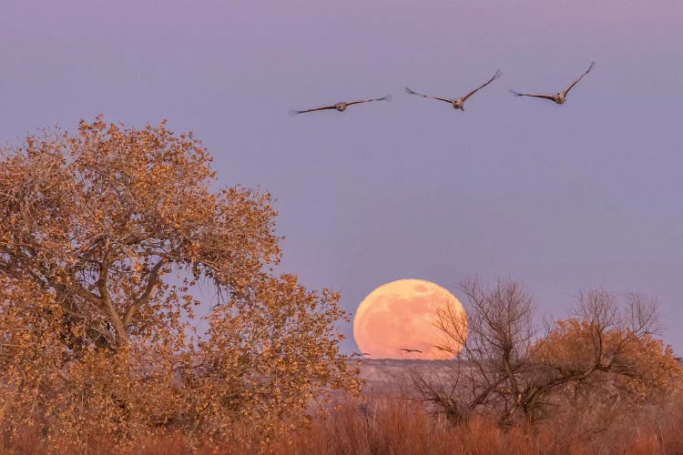 USA, New Mexico, Bosque del Apache National Wildlife Refuge. Full moon and sandhill cranes.