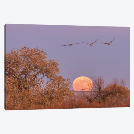 USA, New Mexico, Bosque del Apache National Wildlife Refuge. Full moon and sandhill cranes. Canvas Print #JYG734} by Jaynes Gallery Canvas Art