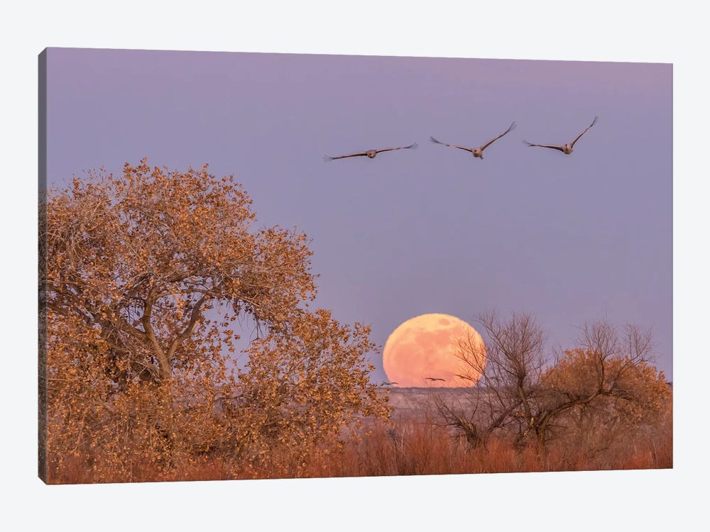 USA, New Mexico, Bosque del Apache National Wildlife Refuge. Full moon and sandhill cranes. by Jaynes Gallery 1-piece Canvas Wall Art