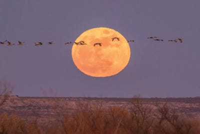 USA, New Mexico, Bosque del Apache National Wildlife Refuge. Full moon and sandhill cranes. by Jaynes Gallery art print