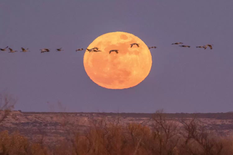 USA, New Mexico, Bosque del Apache National Wildlife Refuge. Full moon and sandhill cranes.