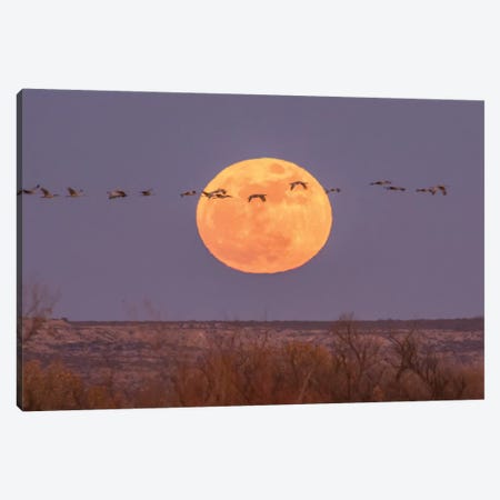 USA, New Mexico, Bosque del Apache National Wildlife Refuge. Full moon and sandhill cranes. Canvas Print #JYG735} by Jaynes Gallery Canvas Art