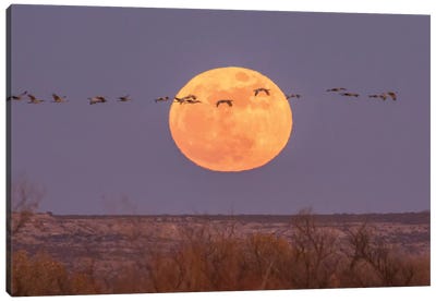 USA, New Mexico, Bosque del Apache National Wildlife Refuge. Full moon and sandhill cranes. Canvas Art Print - New Mexico Art