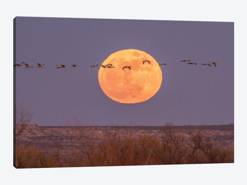 USA, New Mexico, Bosque del Apache National Wildlife Refuge. Full moon and sandhill cranes. by Jaynes Gallery 1-piece Canvas Print