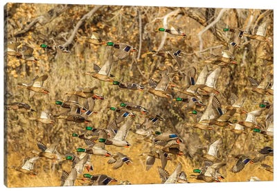 USA, New Mexico, Bosque Del Apache National Wildlife Refuge. Mallard duck flock flying. Canvas Art Print - New Mexico Art