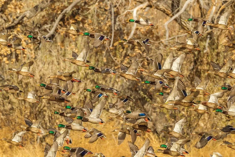 USA, New Mexico, Bosque Del Apache National Wildlife Refuge. Mallard duck flock flying.