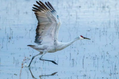 USA, New Mexico, Bosque Del Apache National Wildlife Refuge. Sandhill crane taking flight. by Jaynes Gallery art print