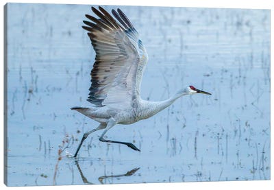 USA, New Mexico, Bosque Del Apache National Wildlife Refuge. Sandhill crane taking flight. Canvas Art Print - Jordy Blue