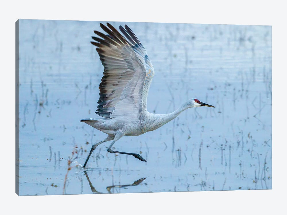 USA, New Mexico, Bosque Del Apache National Wildlife Refuge. Sandhill crane taking flight. by Jaynes Gallery 1-piece Canvas Wall Art