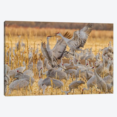 USA, New Mexico, Bosque del Apache National Wildlife Refuge. Sandhill cranes fighting. Canvas Print #JYG739} by Jaynes Gallery Canvas Print