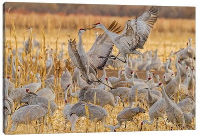 USA, New Mexico, Bosque del Apache National Wildlife Refuge. Sandhill cranes fighting. Canvas Art Print - New Mexico Art