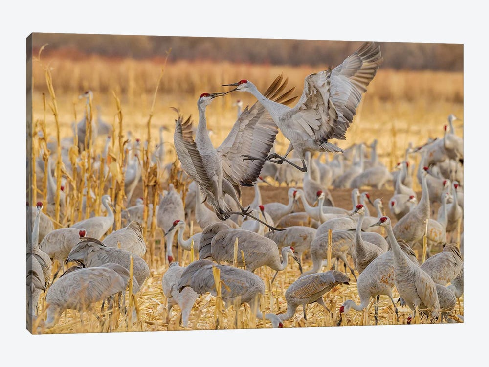 USA, New Mexico, Bosque del Apache National Wildlife Refuge. Sandhill cranes fighting. by Jaynes Gallery 1-piece Art Print