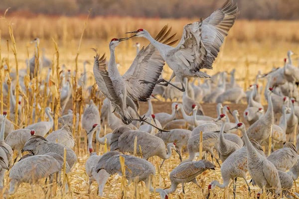 New Mexico: USA, New Mexico, Bosque del Apache National Wildlife Refuge. Sandhill cranes fighting. by Jaynes Gallery