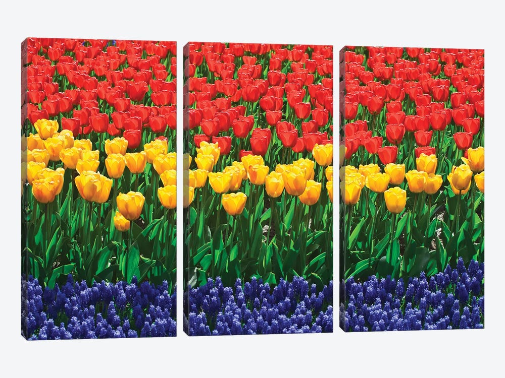 The Netherlands, Lisse. Close-up of flowers II by Jaynes Gallery 3-piece Canvas Art Print