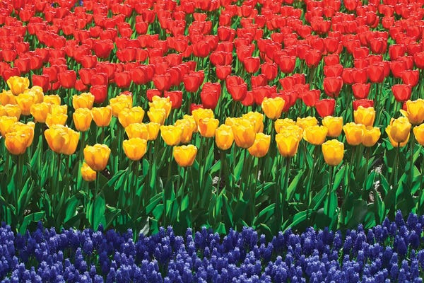 The Netherlands, Lisse. Close-up of flowers II