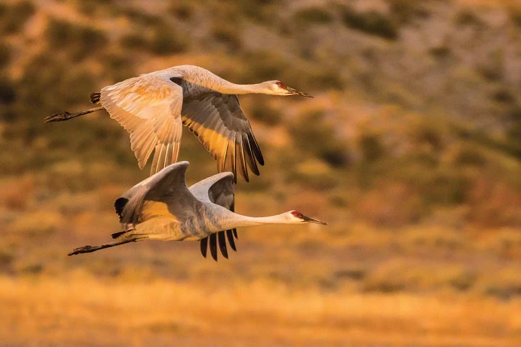USA, New Mexico, Bosque Del Apache National Wildlife Refuge. Sandhill cranes flying.