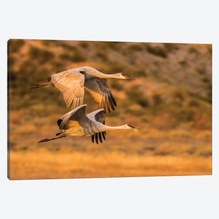 USA, New Mexico, Bosque Del Apache National Wildlife Refuge. Sandhill cranes flying. Canvas Print #JYG740} by Jaynes Gallery Canvas Art