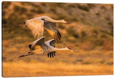 USA, New Mexico, Bosque Del Apache National Wildlife Refuge. Sandhill cranes flying. Canvas Art Print - New Mexico Art